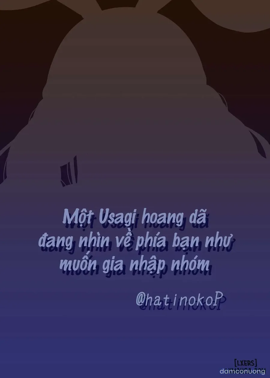 Một Usagi hoang dã đang nhìn về phía bạn như muốn gia nhập nhóm 