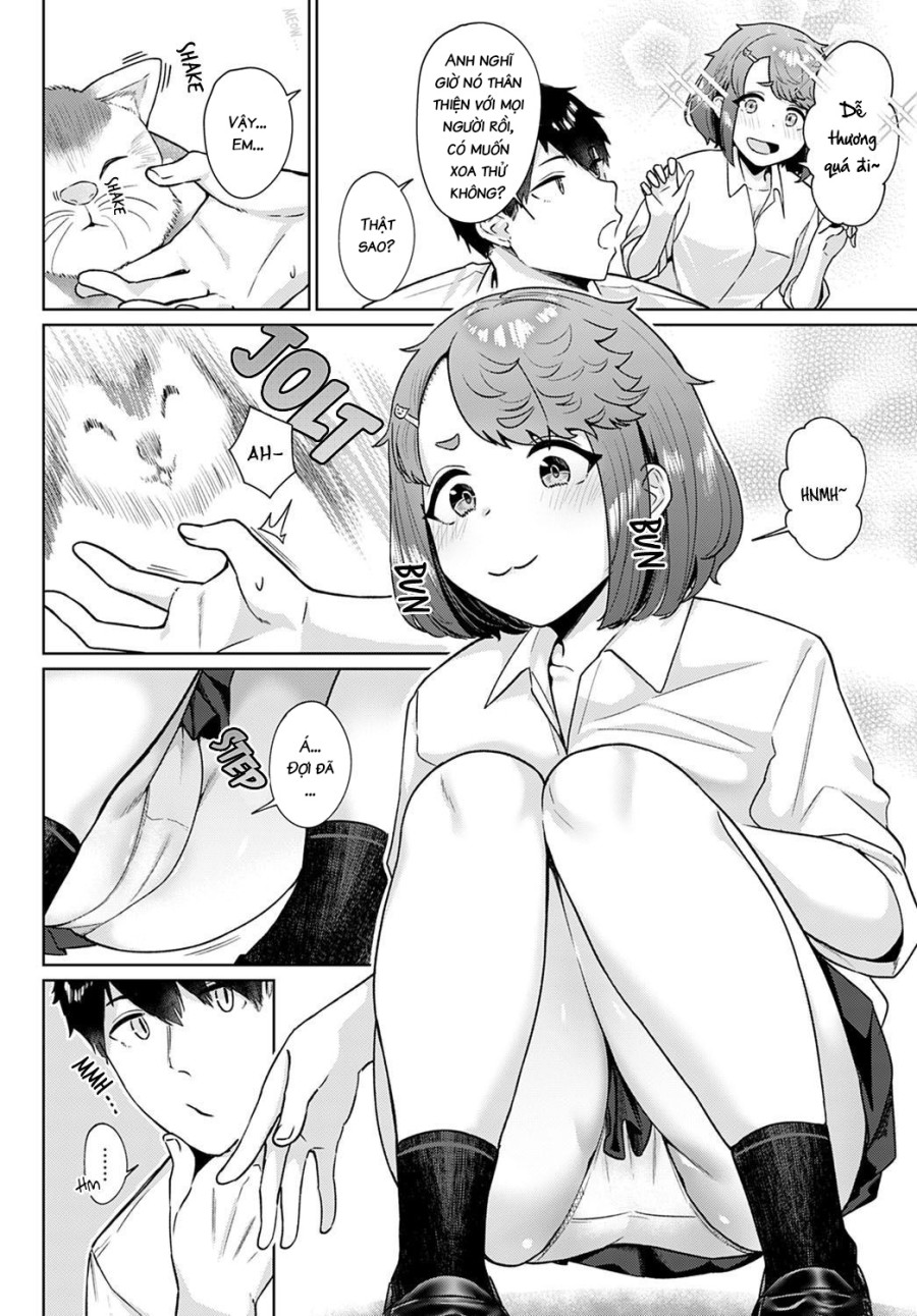 Neko nochi Amayadori 