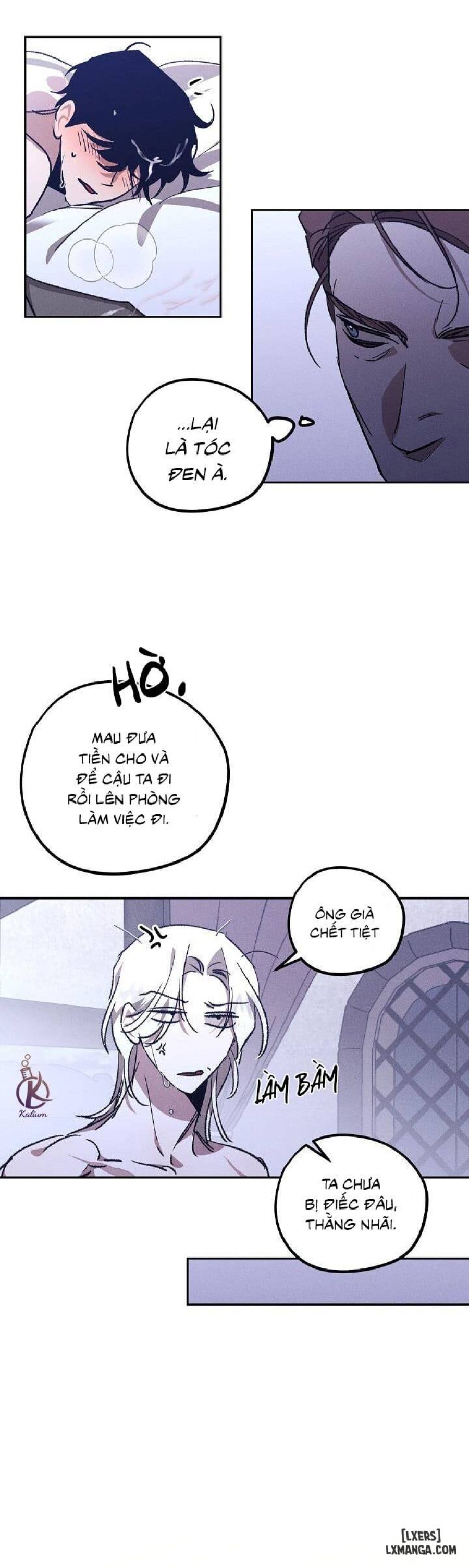 Vườn hoa oải hương nở 