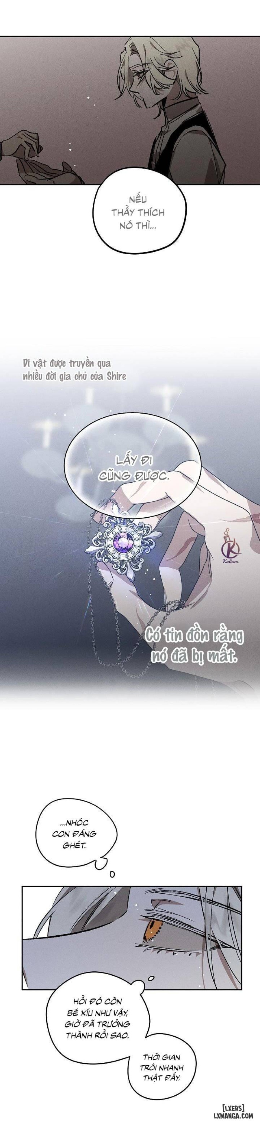 Vườn hoa oải hương nở 
