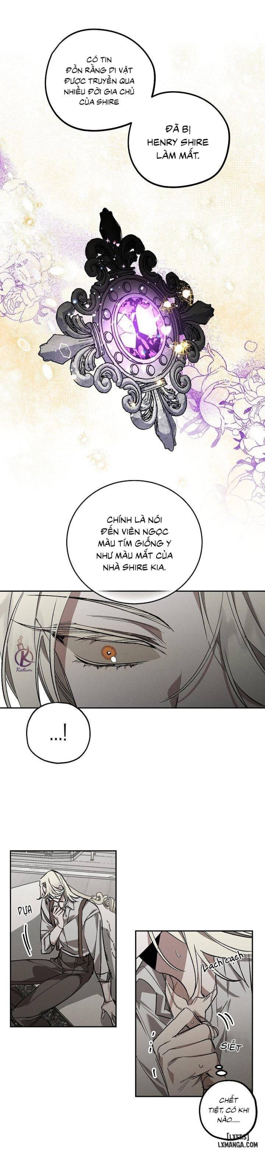 Vườn hoa oải hương nở 