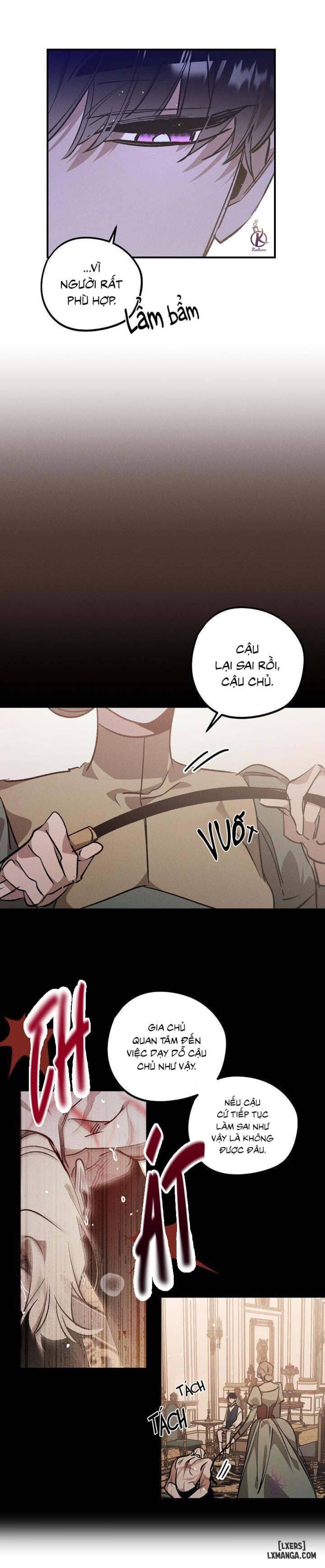Vườn hoa oải hương nở 
