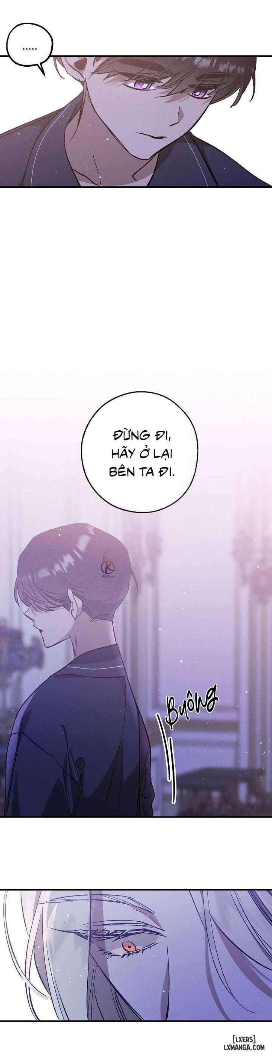 Vườn hoa oải hương nở 