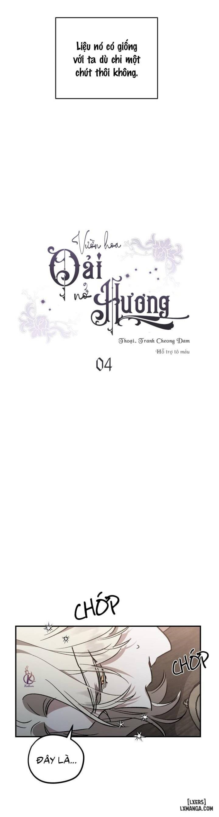 Vườn hoa oải hương nở 