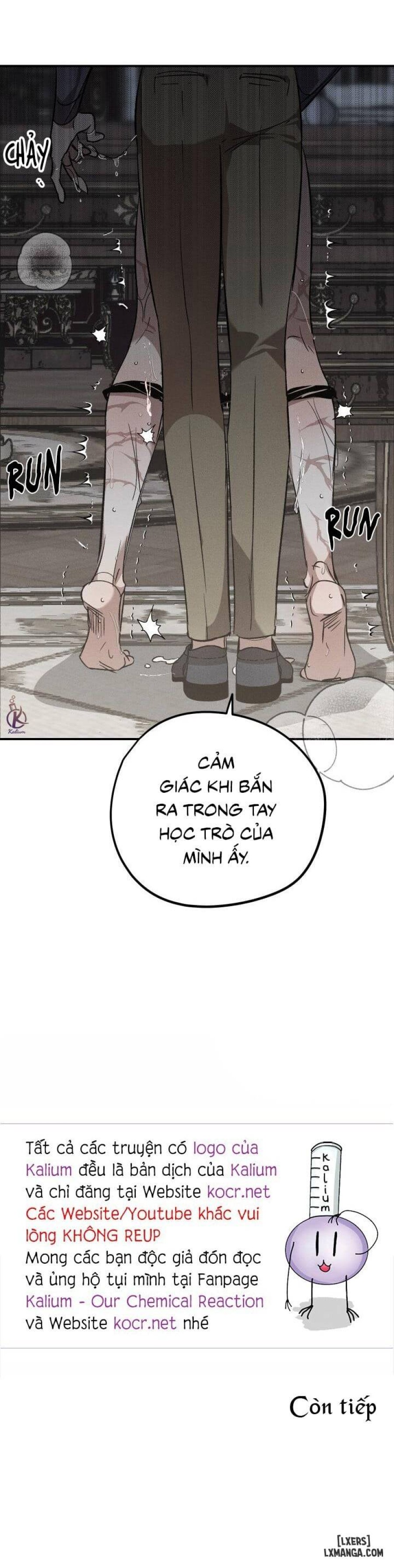 Vườn hoa oải hương nở 