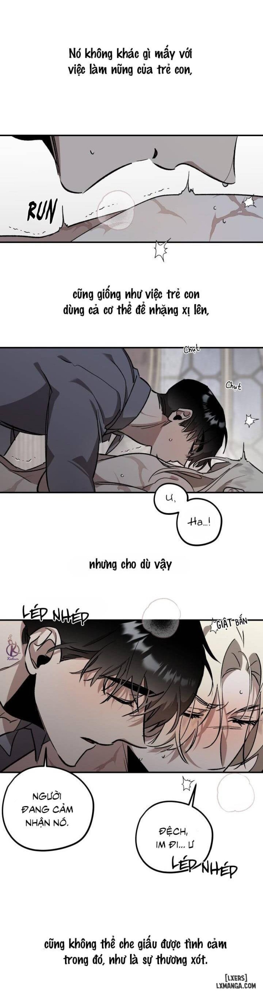 Vườn hoa oải hương nở 
