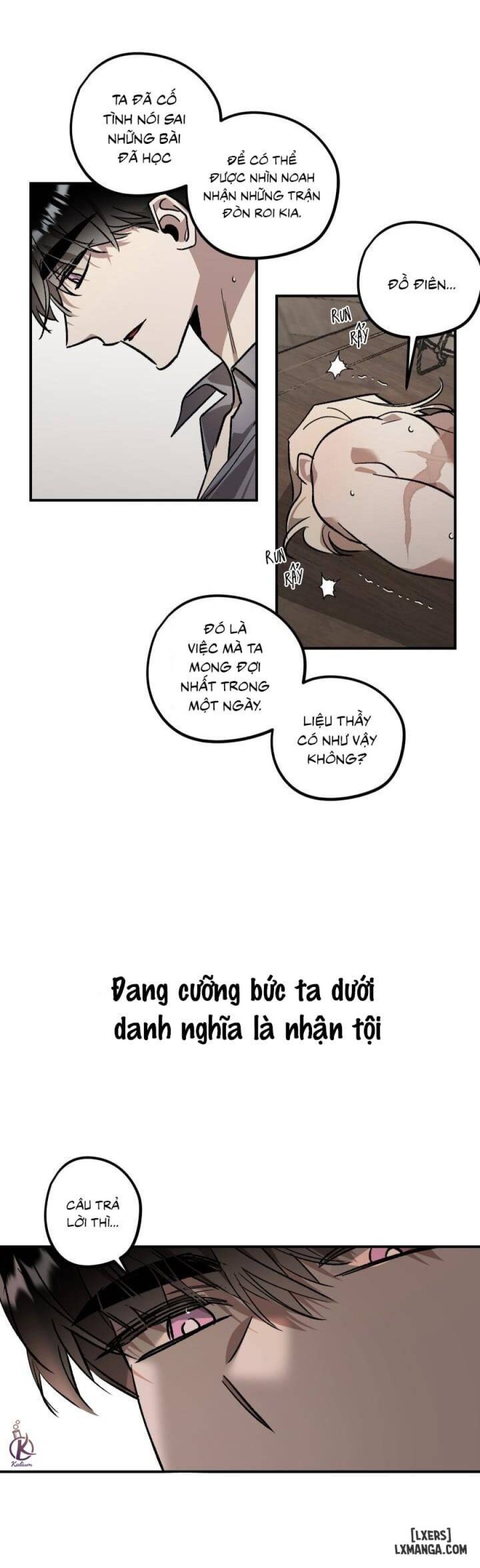 Vườn hoa oải hương nở 