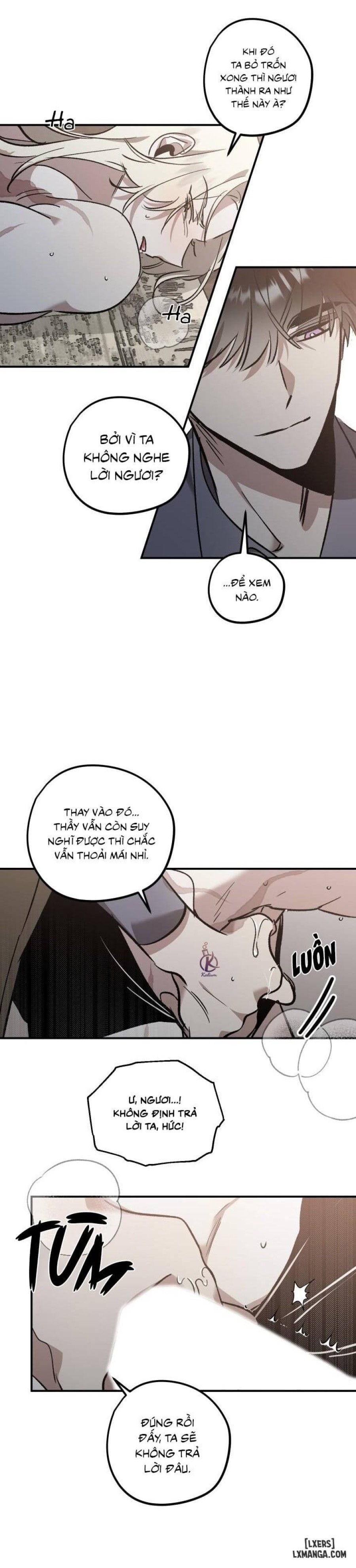 Vườn hoa oải hương nở 
