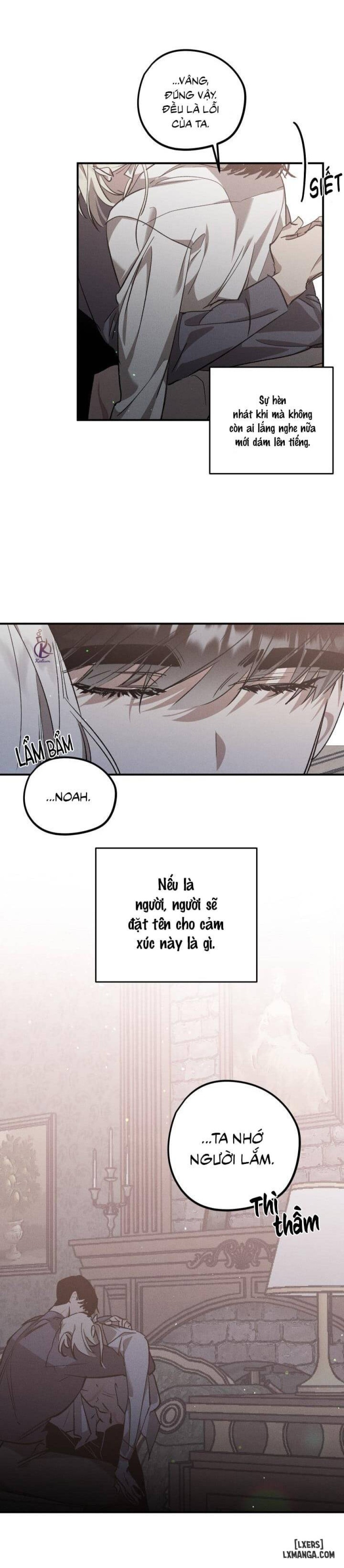 Vườn hoa oải hương nở 