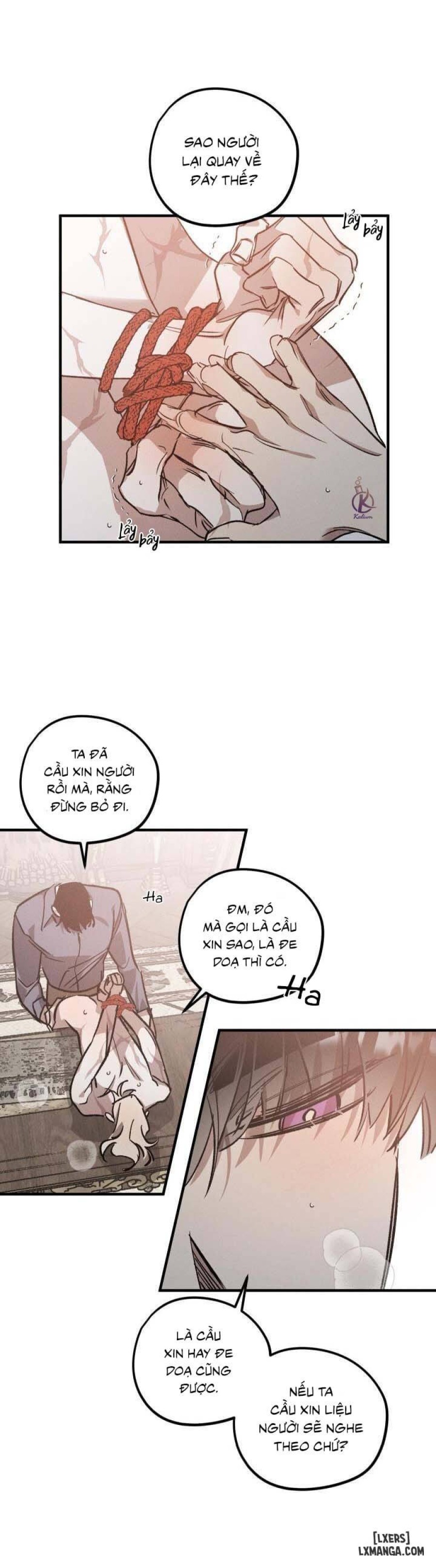 Vườn hoa oải hương nở 