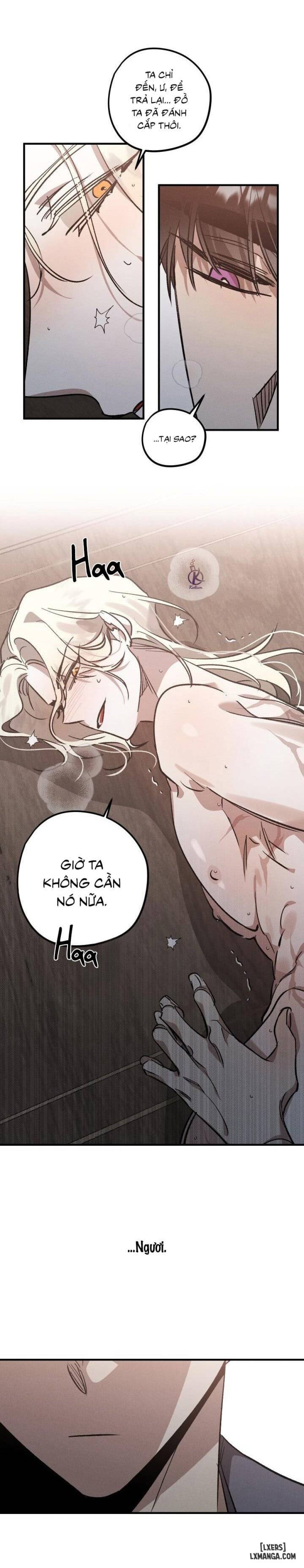 Vườn hoa oải hương nở 