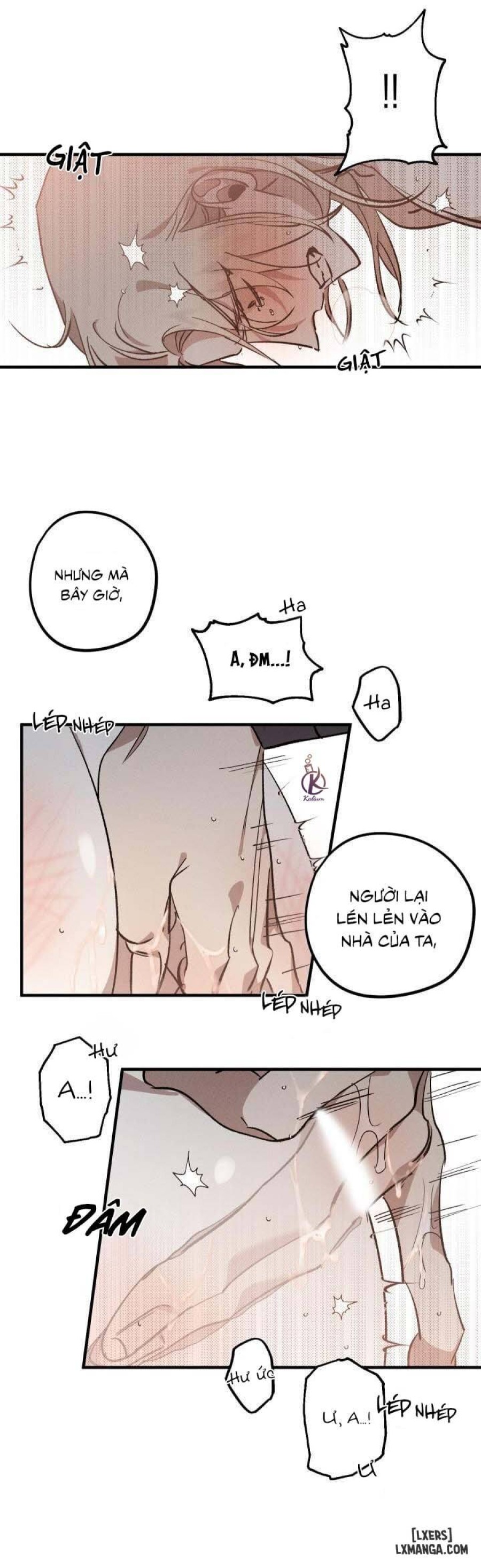 Vườn hoa oải hương nở 