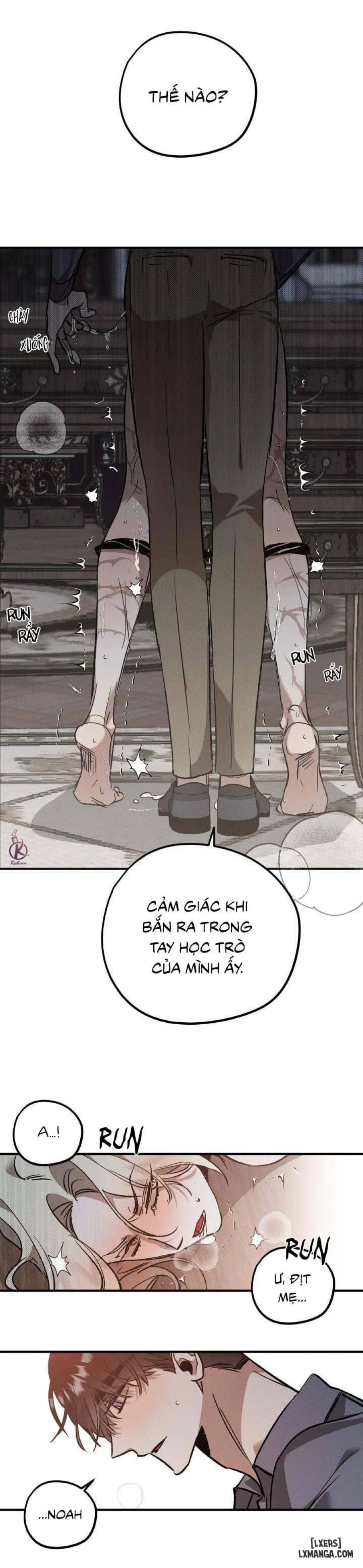 Vườn hoa oải hương nở 