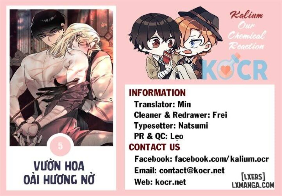 Vườn hoa oải hương nở 