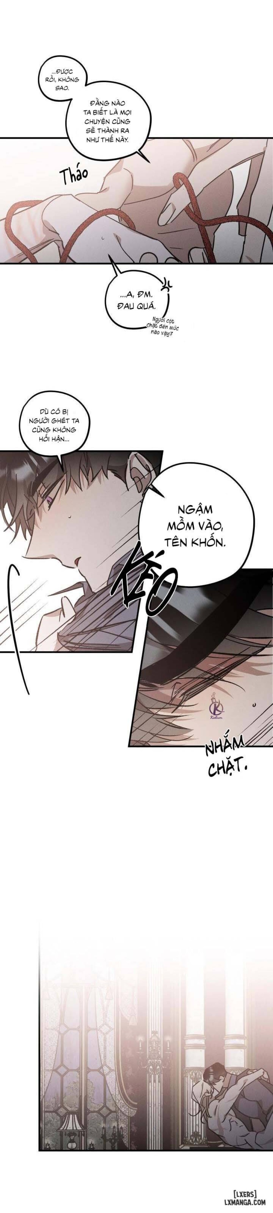 Vườn hoa oải hương nở 