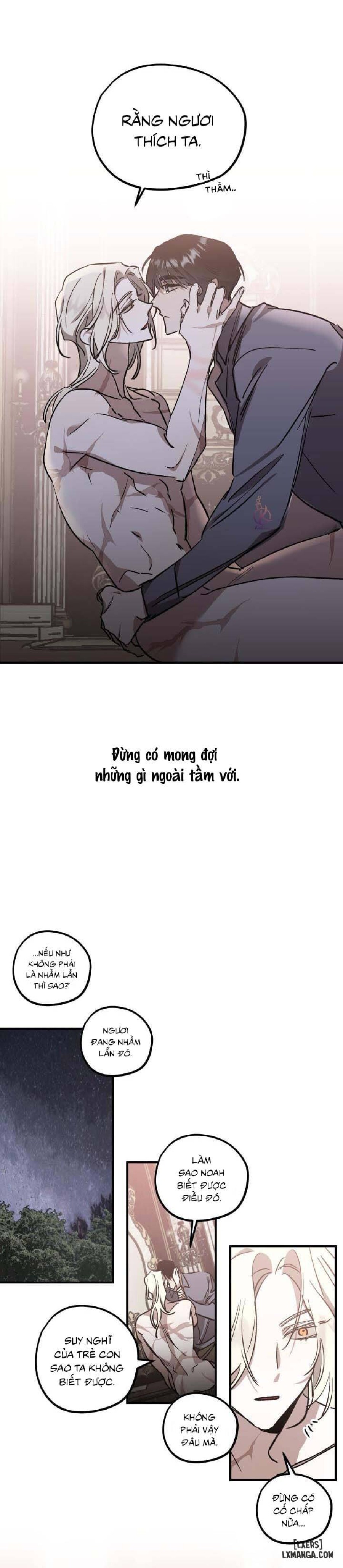 Vườn hoa oải hương nở 