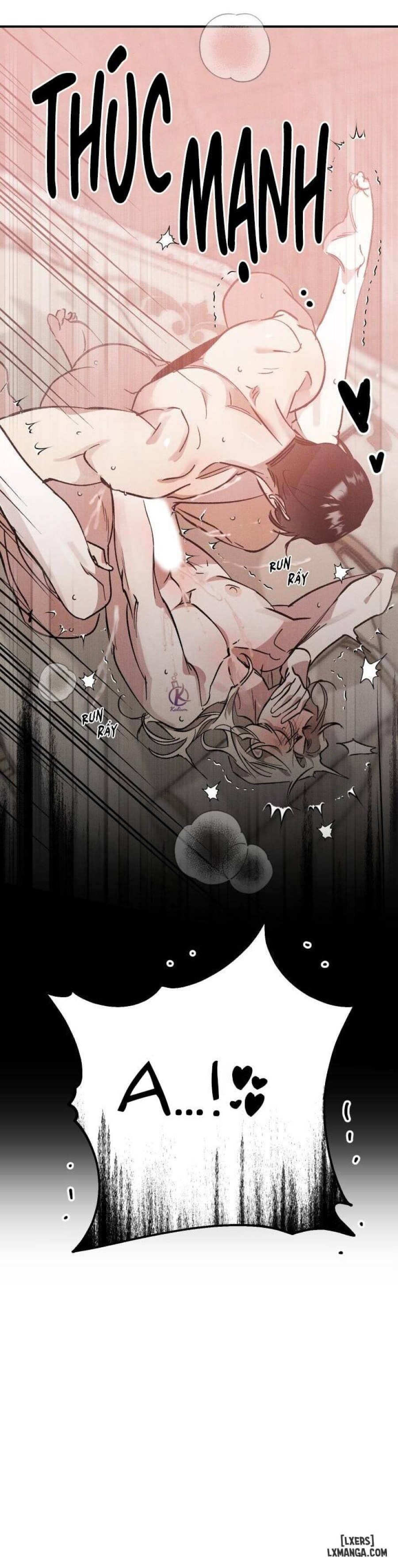 Vườn hoa oải hương nở 