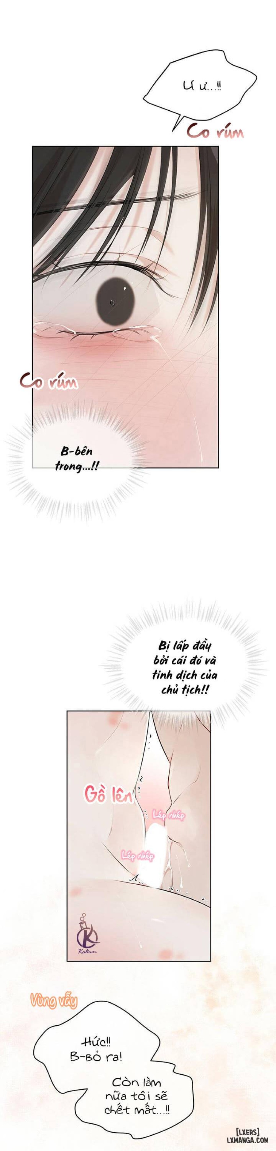 Hình thái khởi sinh 