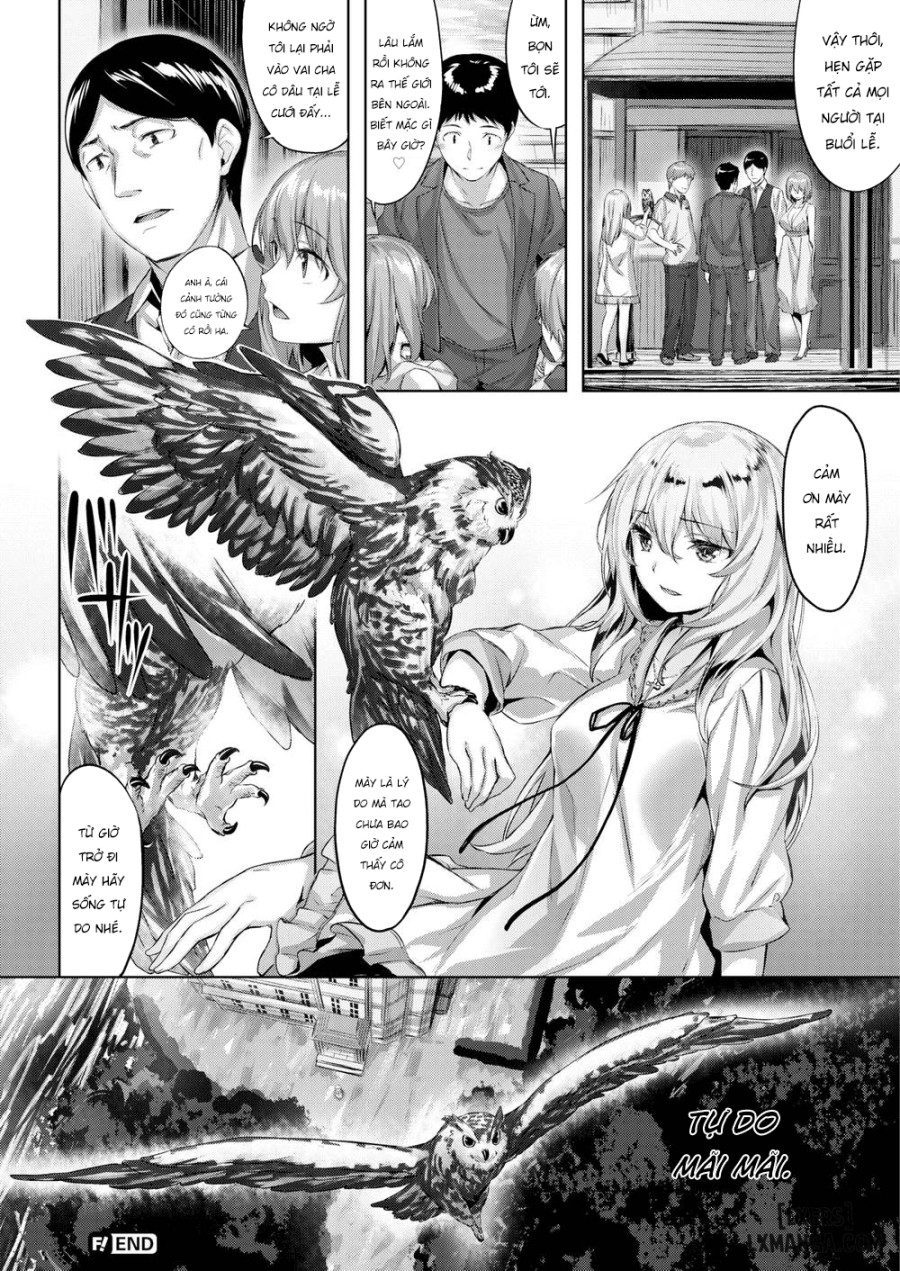 The Owl's Mansion 