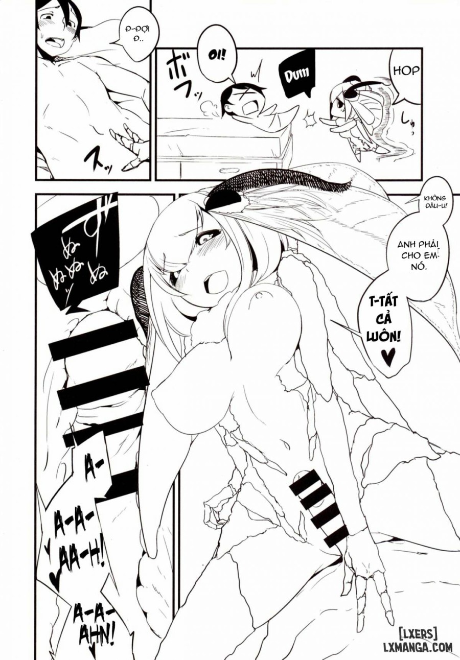 Shiragasane - Zen - Tan 
