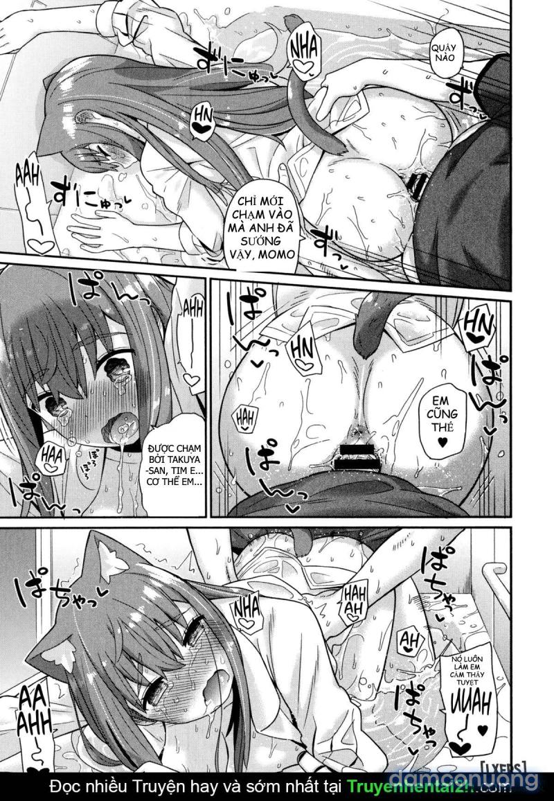 Nekomimi Planet 