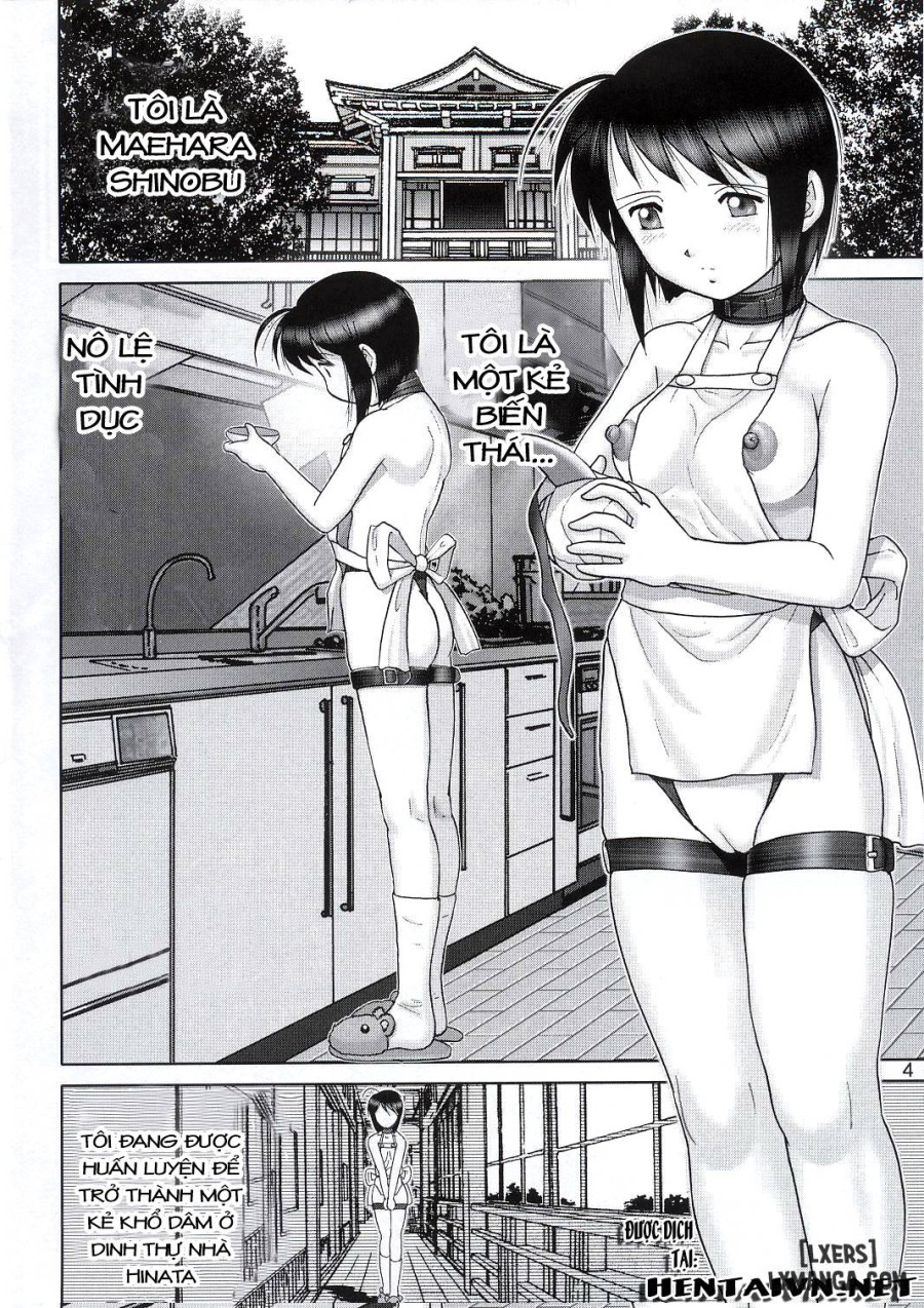 Mazo Shino 